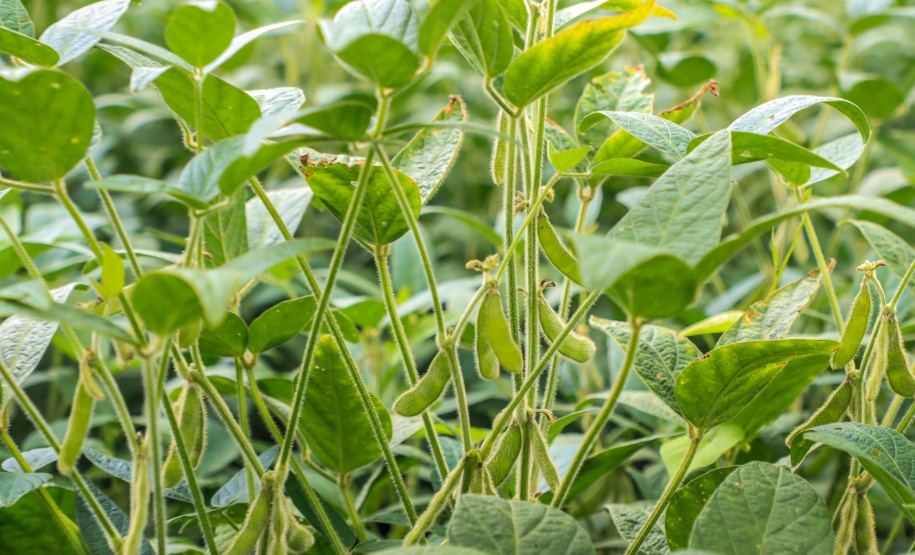 IDR-Paraná lança aplicativos para a agropecuária na ExpoLondrina
