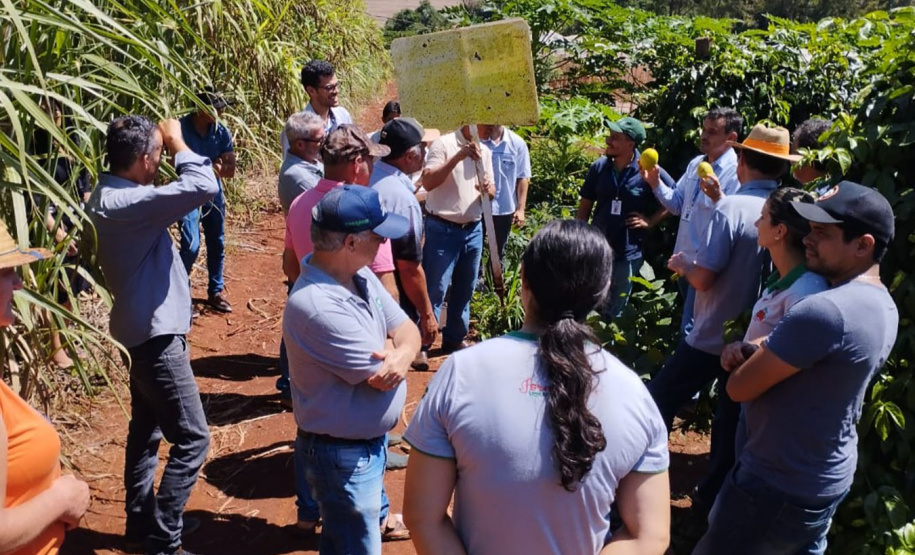IDR-Paraná incentiva produção de frutas orgânicas em Arapongas