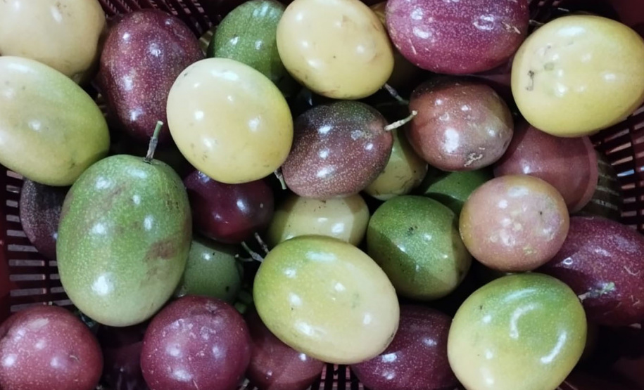 IDR-Paraná incentiva produção de frutas orgânicas em Arapongas