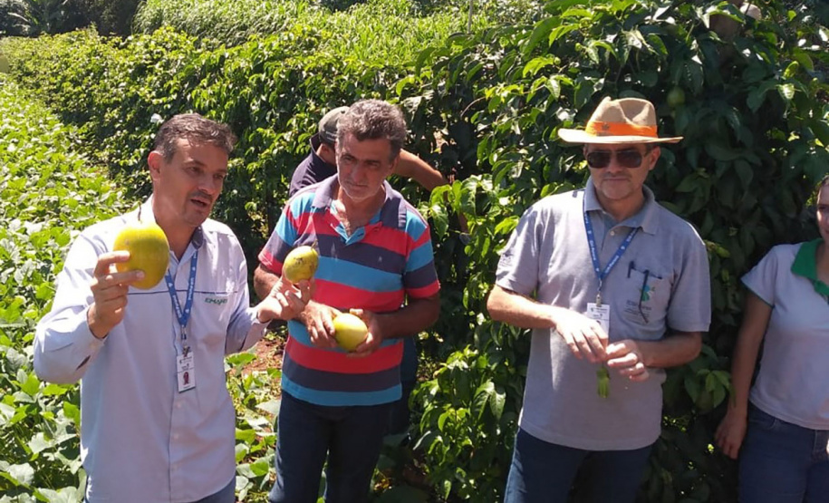 IDR-Paraná incentiva produção de frutas orgânicas em Arapongas