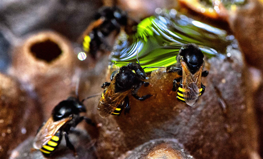SEDEST - matéria 100 dias - Poliniza
