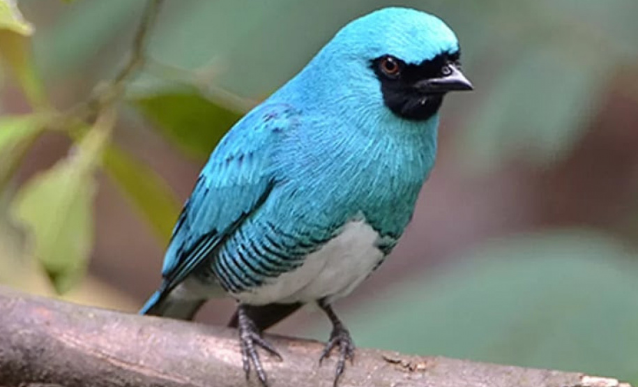 UEL publica estudos de dez anos sobre pássaros no Parque Nacional do Iguaçu