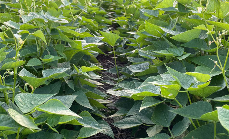 Matéria especial Samar - Agricultor Mangueirinha