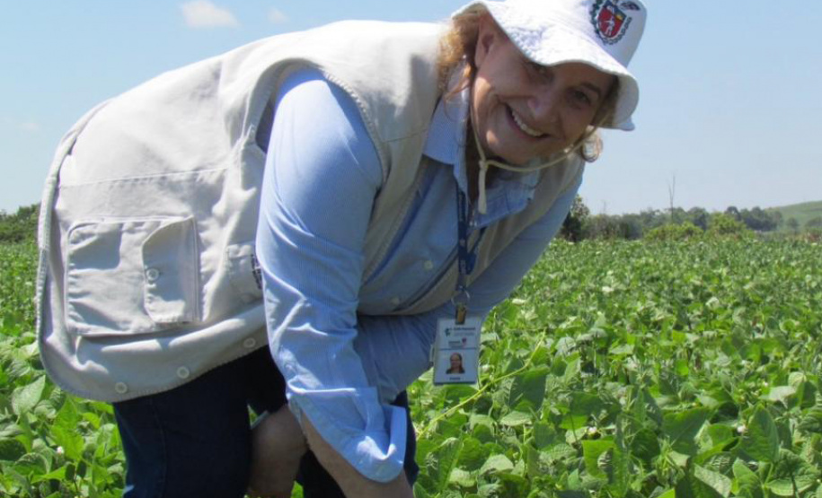 Melhoramento genético de feijões garante maior produtividade nas lavouras paranaenses