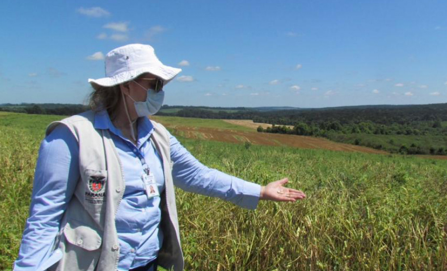 Melhoramento genético de feijões garante maior produtividade nas lavouras paranaenses