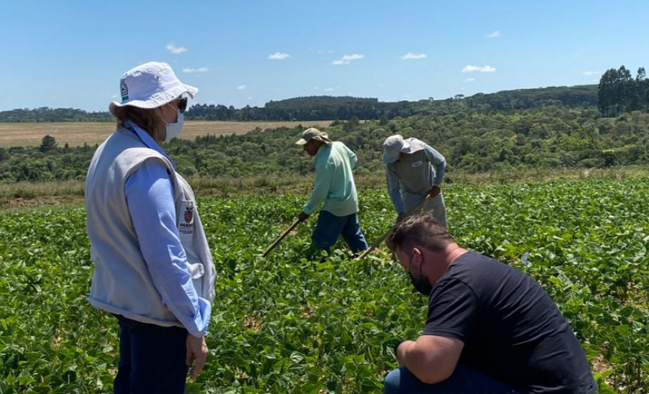 Melhoramento genético de feijões garante maior produtividade nas lavouras paranaenses