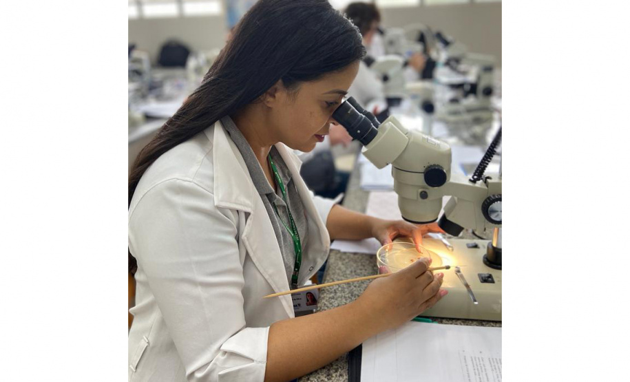 Em parceria com Ministério da Saúde, Paraná realiza capacitação para identificação do vetor de febre maculosa