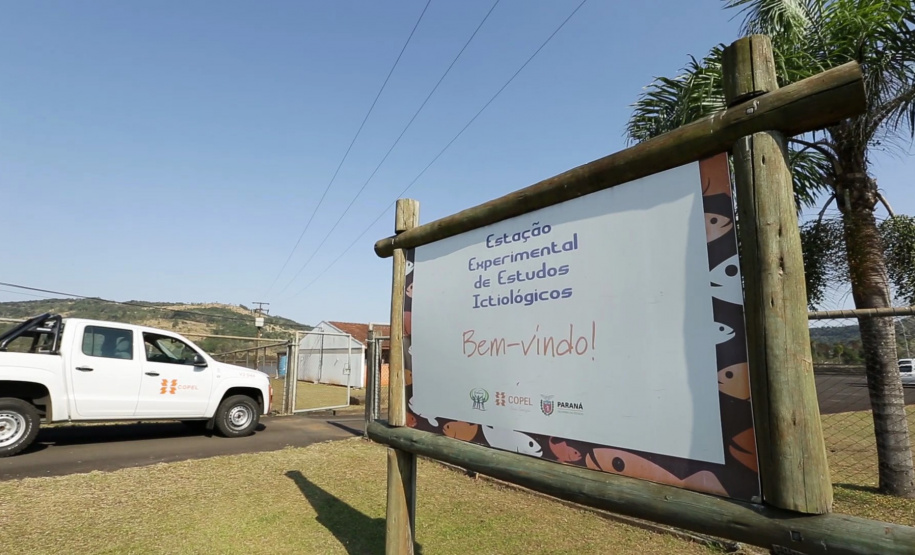 Copel repovoa rio Iguaçu com espécie de peixe ameaçada de extinção