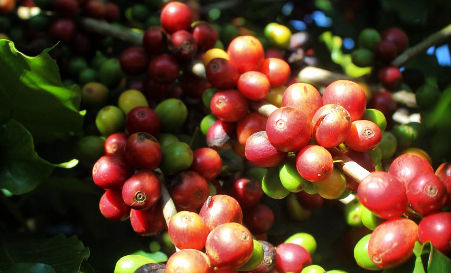 Visita técnica do Sistema Estadual de Agricultura a propriedades de café em Carlópolis