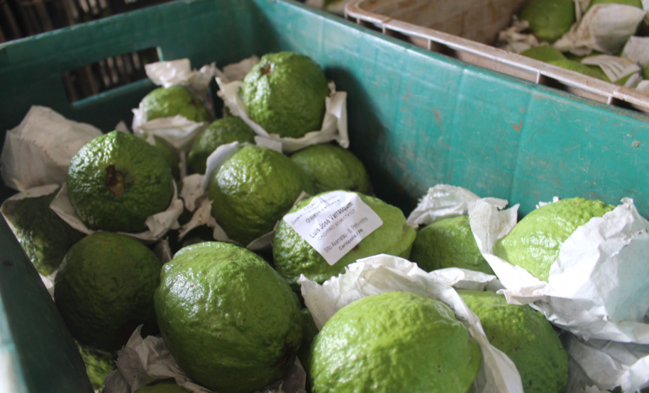 Cooperativa do Norte Pioneiro melhora estrutura com apoio do Programa Coopera Paraná