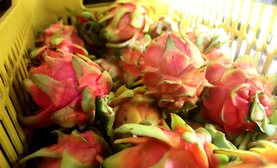 Cooperativa do Norte Pioneiro melhora estrutura com apoio do Programa Coopera Paraná