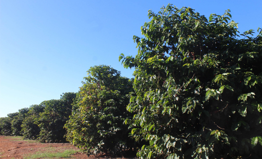 Visita técnica do Sistema Estadual de Agricultura a propriedades de café em Carlópolis