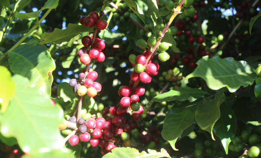 Visita técnica do Sistema Estadual de Agricultura a propriedades de café em Carlópolis