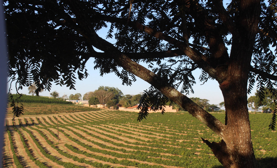 Visita técnica do Sistema Estadual de Agricultura a propriedades de café em Carlópolis