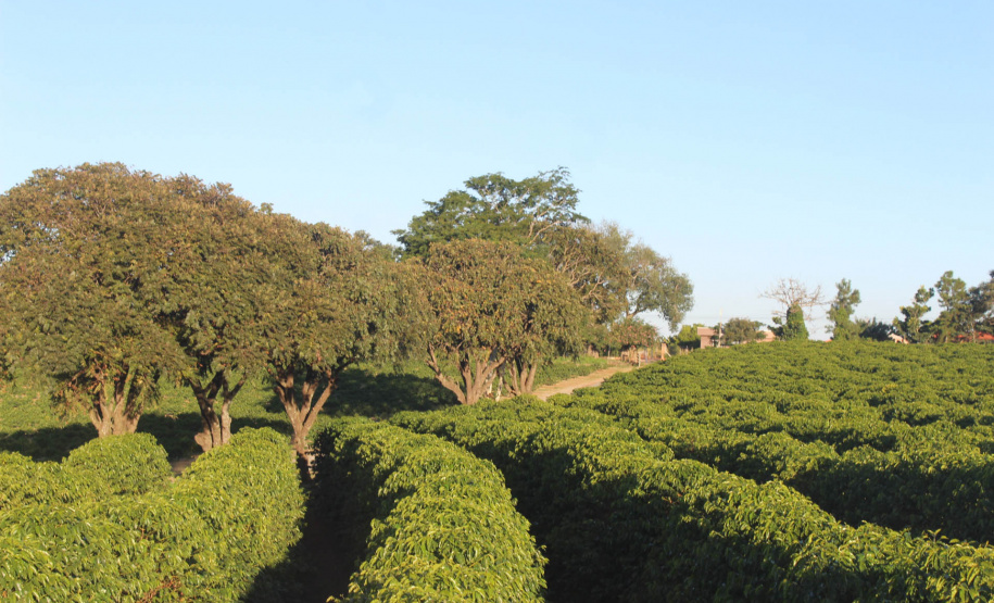 Visita técnica do Sistema Estadual de Agricultura a propriedades de café em Carlópolis