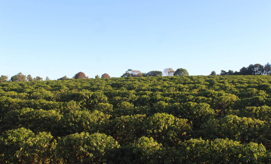 Visita técnica do Sistema Estadual de Agricultura a propriedades de café em Carlópolis