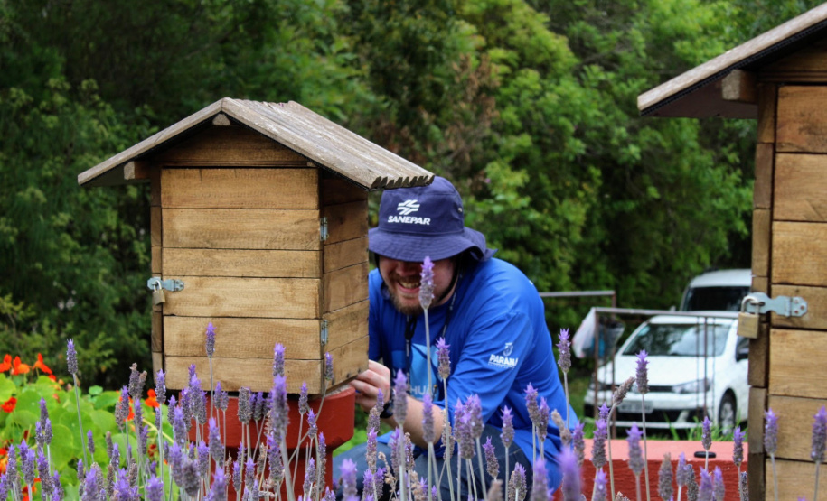 Sanepar amplia ações de preservação de abelhas nativas na Região Metropolitana de Curitiba