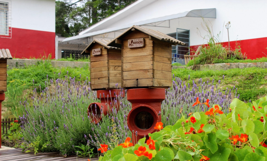 Sanepar amplia ações de preservação de abelhas nativas na Região Metropolitana de Curitiba