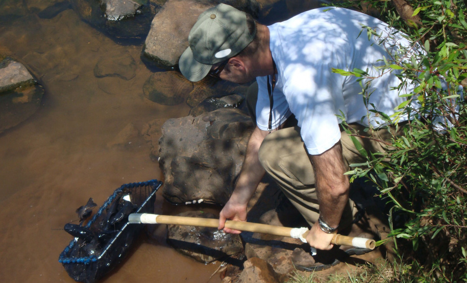 Copel repovoa rio Iguaçu com espécie de peixe ameaçada de extinção