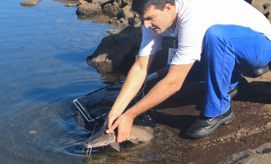 Copel repovoa rio Iguaçu com espécie de peixe ameaçada de extinção