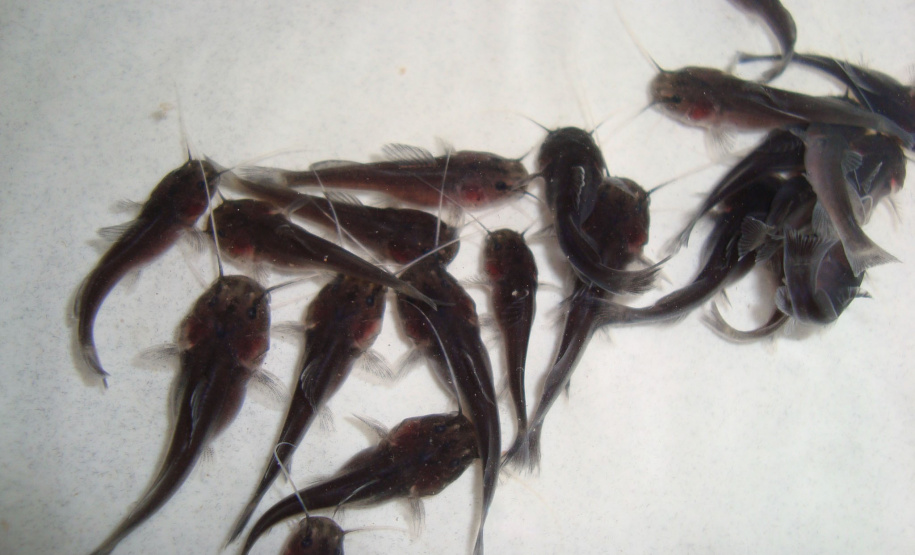 Copel repovoa rio Iguaçu com espécie de peixe ameaçada de extinção