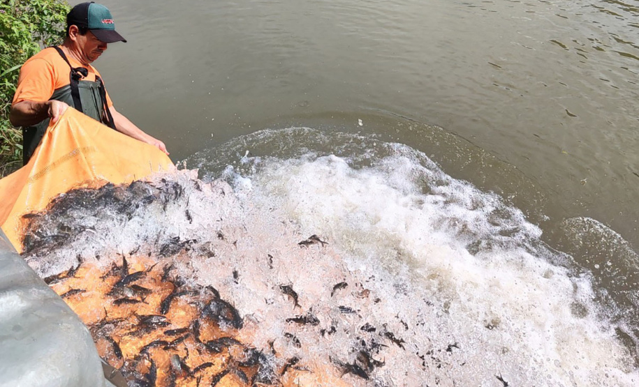Copel repovoa rio Iguaçu com espécie de peixe ameaçada de extinção