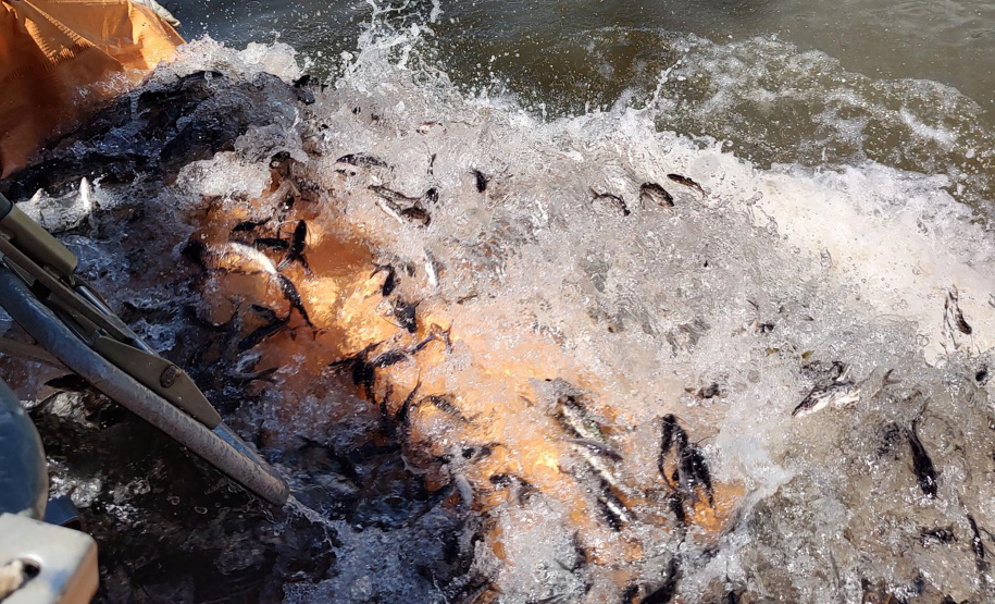 Copel repovoa rio Iguaçu com espécie de peixe ameaçada de extinção