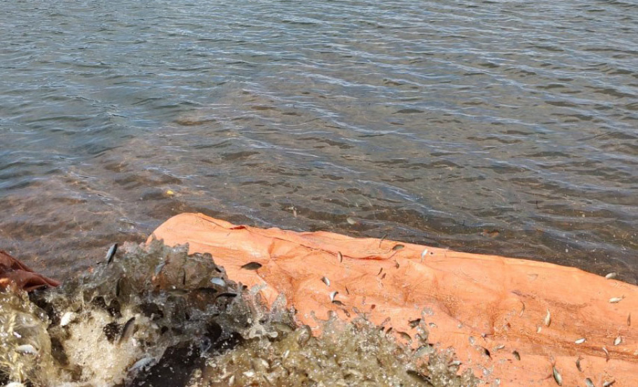 Copel repovoa rio Iguaçu com espécie de peixe ameaçada de extinção