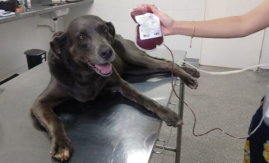 Com iniciativas do Estado, doação de sangue canina salva vidas e previne o agravamento de doenças
