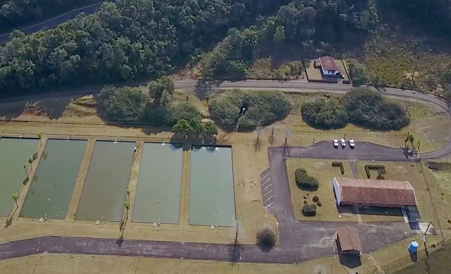 Copel repovoa rio Iguaçu com espécie de peixe ameaçada de extinção