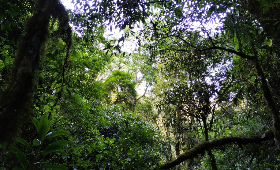 Criada pela Organização das Nações Unidas (ONU), o Dia Internacional da Biodiversidade busca conscientizar a população da respeito importância da diversidade biológica em todos os ecossistemas