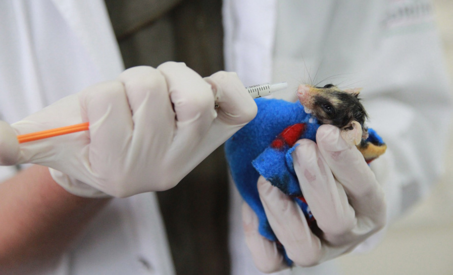 Criada pela Organização das Nações Unidas (ONU), o Dia Internacional da Biodiversidade busca conscientizar a população da respeito importância da diversidade biológica em todos os ecossistemas