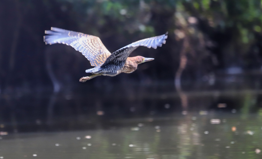 Dia da Biodiversidade: união do Estado com universidades amplia cuidado com a fauna silvestre