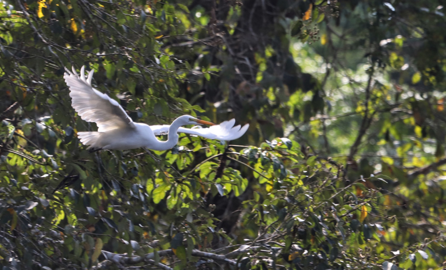 Dia da Biodiversidade: união do Estado com universidades amplia cuidado com a fauna silvestre