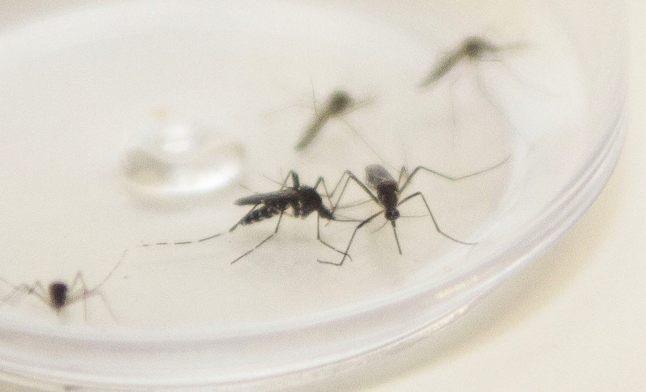 Sesa alerta para sintomas da dengue e importância do tratamento adequado