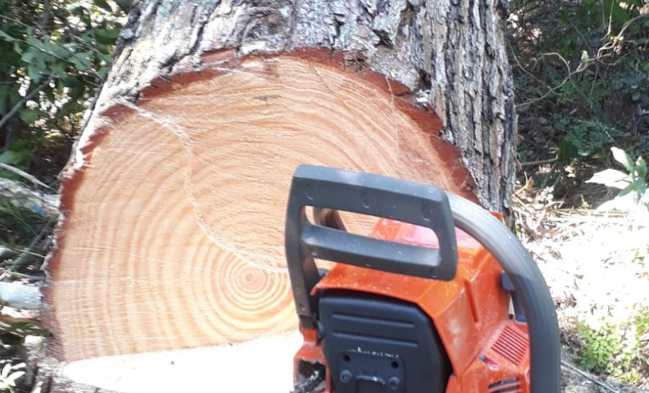 Com apoio de funcionários, IAT erradica 37 plantas exóticas em viveiros do Paraná