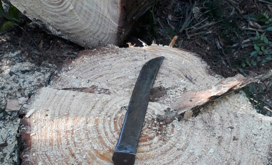 Com apoio de funcionários, IAT erradica 37 plantas exóticas em viveiros do Paraná