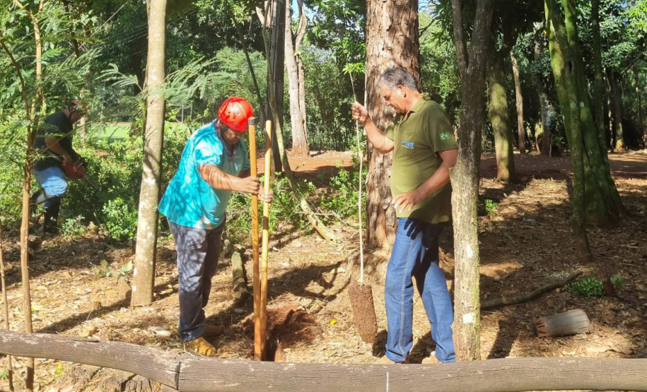 Com apoio de funcionários, IAT erradica 37 plantas exóticas em viveiros do Paraná