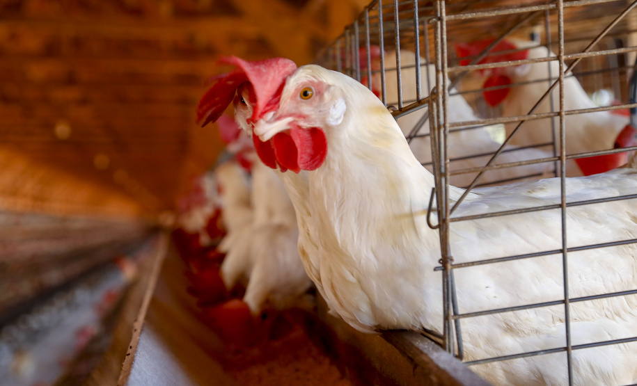 Conselho de sanidade agropecuária alerta sobre cuidados em relação à gripe aviária