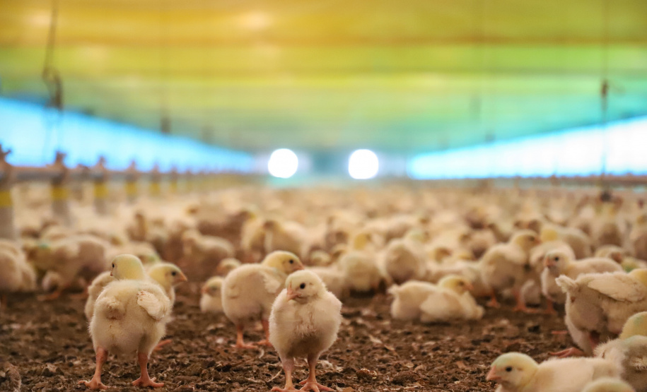 IAT e Adapar assinam Portaria conjunta para prevenção da influenza aviária no Paraná