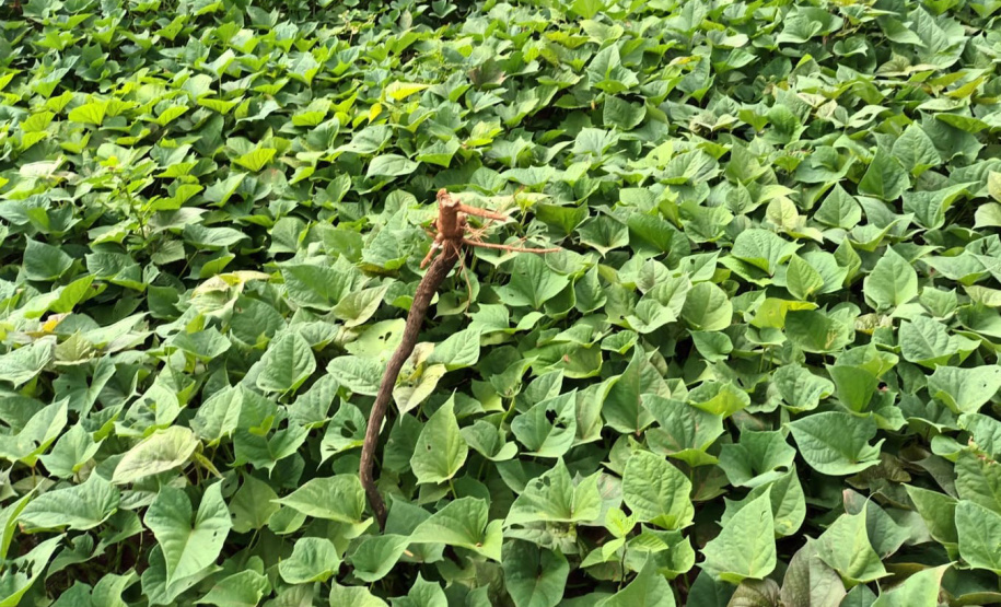 Comunidade indígena ganha banco de mudas melhoradas de batata doce