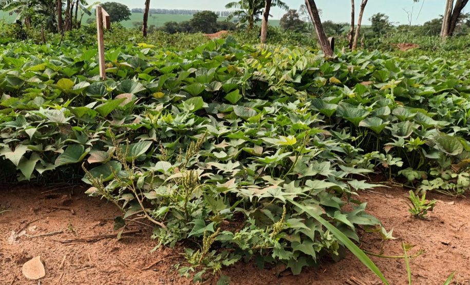 Comunidade indígena ganha banco de mudas melhoradas de batata doce