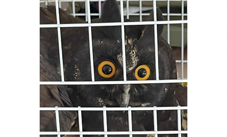Coruja ferida é resgatada por equipe do IAT e encaminhada para cuidados veterinários