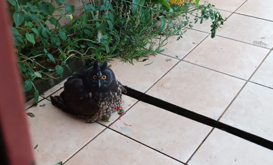 Coruja ferida é resgatada por equipe do IAT e encaminhada para cuidados veterinários