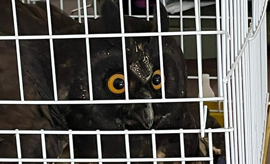 Coruja ferida é resgatada por equipe do IAT e encaminhada para cuidados veterinários