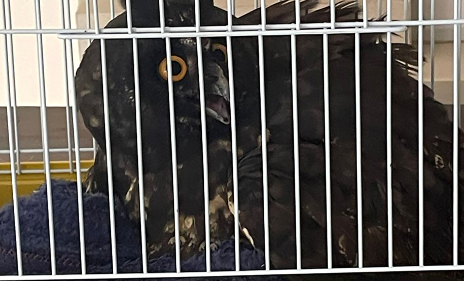 Coruja ferida é resgatada por equipe do IAT e encaminhada para cuidados veterinários