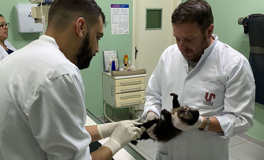 Com o fêmur fraturado, o macaco-prego precisou passar por cirurgia