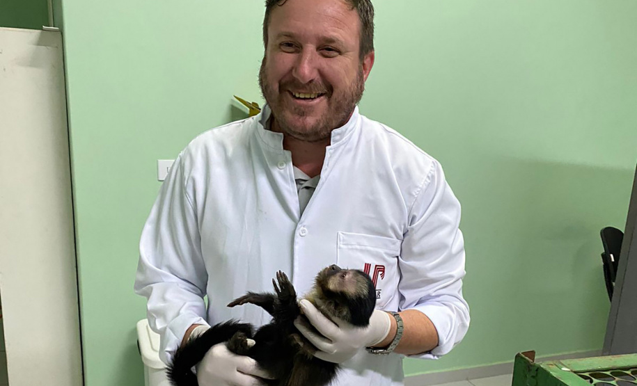 Com o fêmur fraturado, o macaco-prego precisou passar por cirurgia