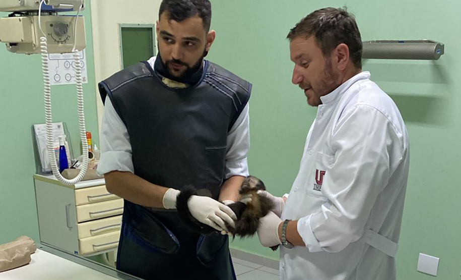 Com o fêmur fraturado, o macaco-prego precisou passar por cirurgia