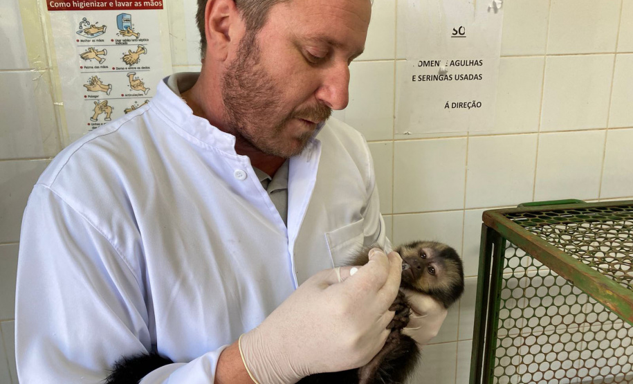 Com o fêmur fraturado, o macaco-prego precisou passar por cirurgia